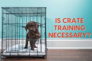 should you crate train your dog