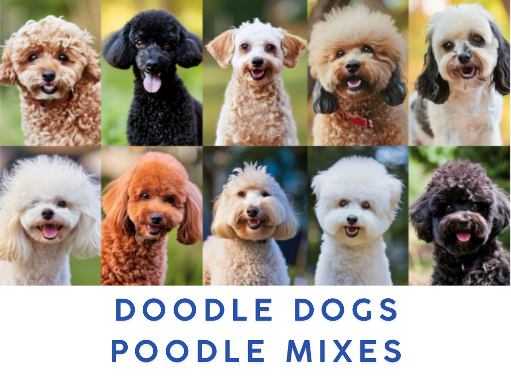 doodle dogs poodle mixes